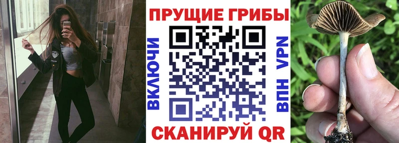 Галлюциногенные грибы ЛСД Купить где Кунгур